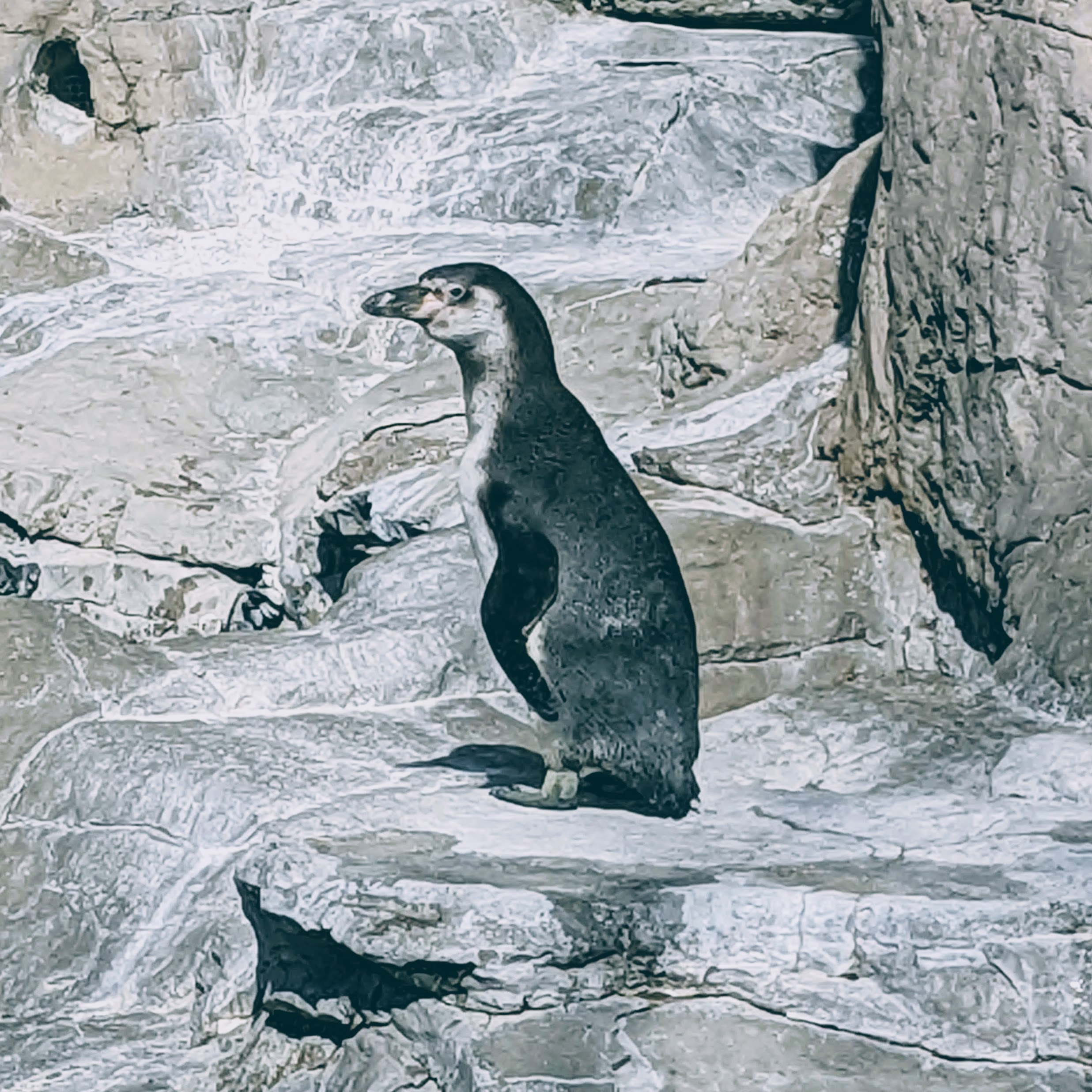 A photo of a Humboldt Penguin