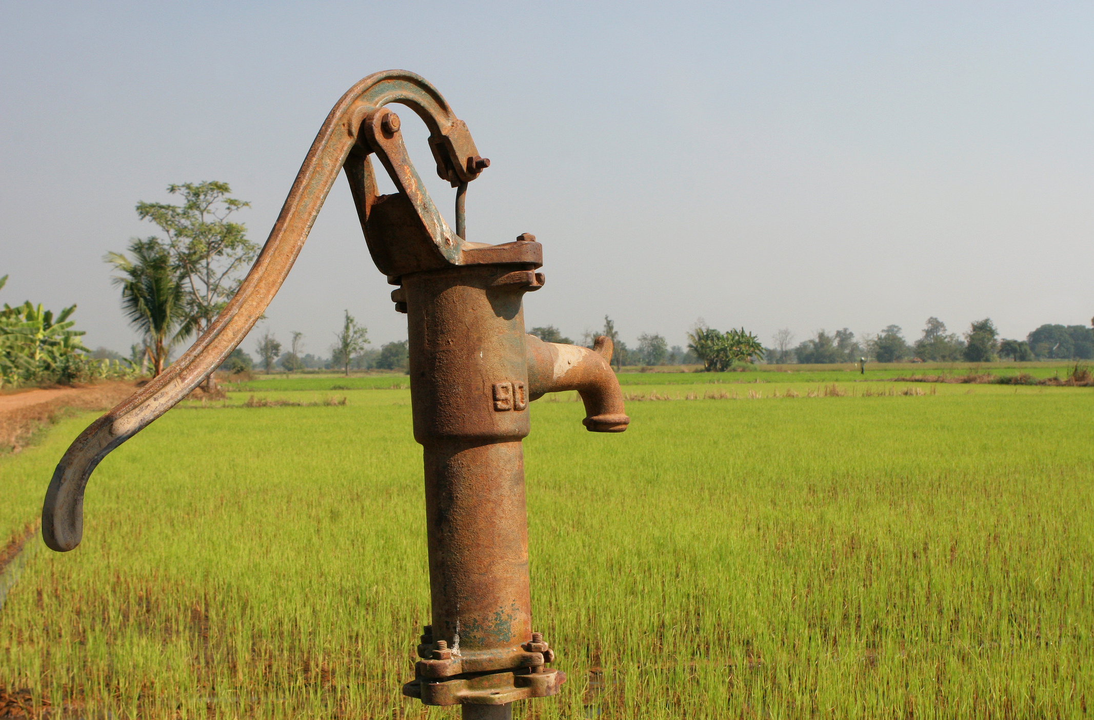 A hand-cranked pump in a rice field