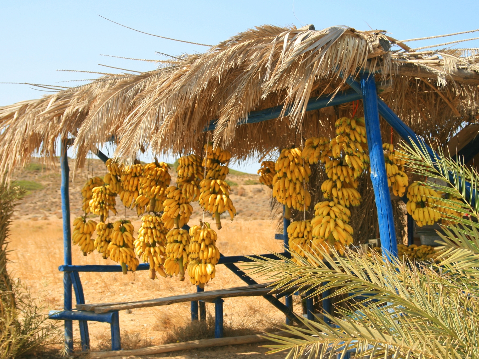 A photo of a tropical banana stand
